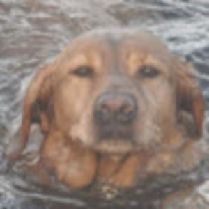 Meet your Posher, Vincent